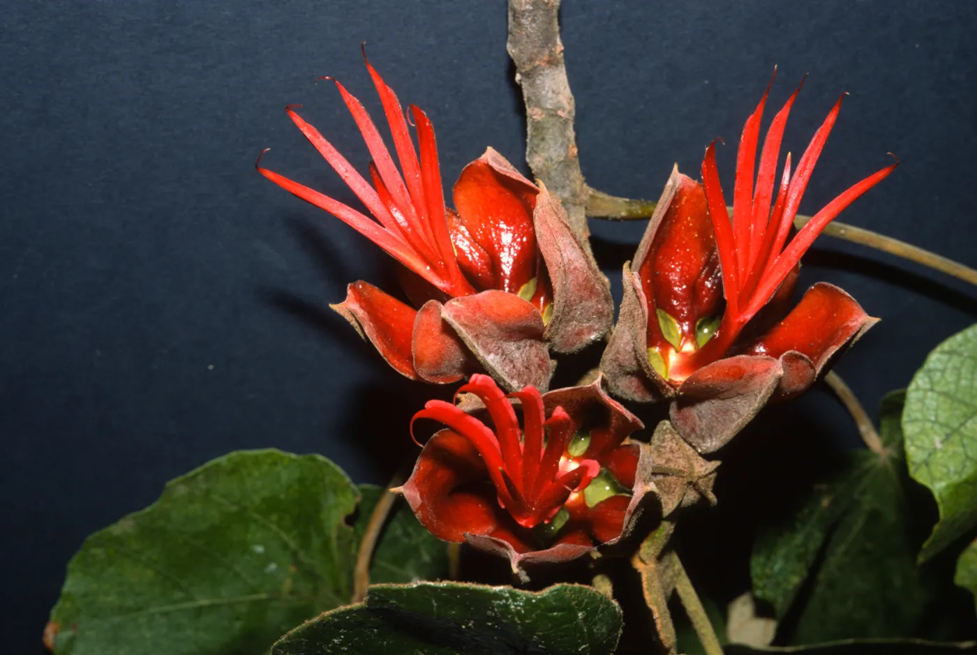 Chiranthodendron pentadactylon