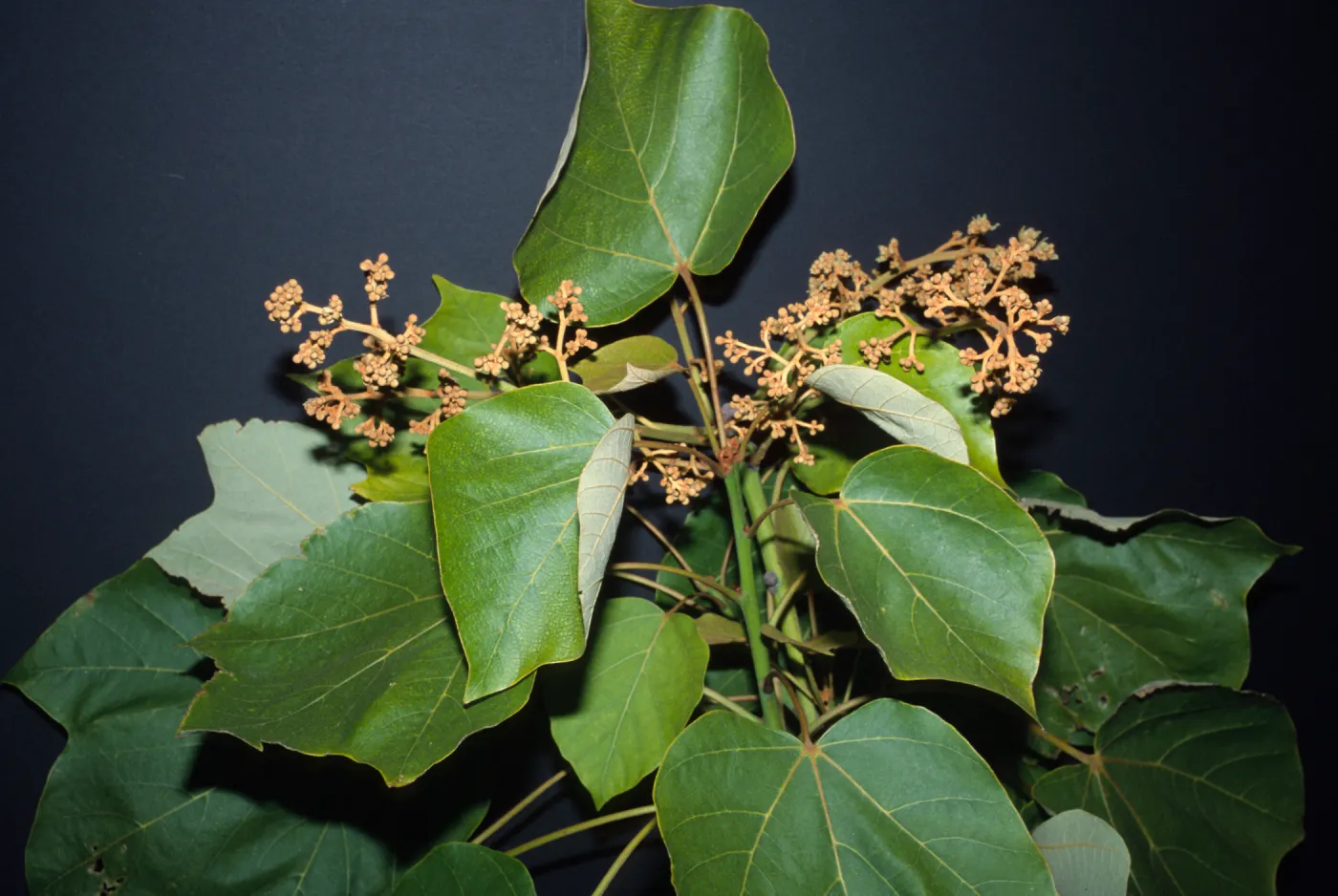 Firminiana simplex