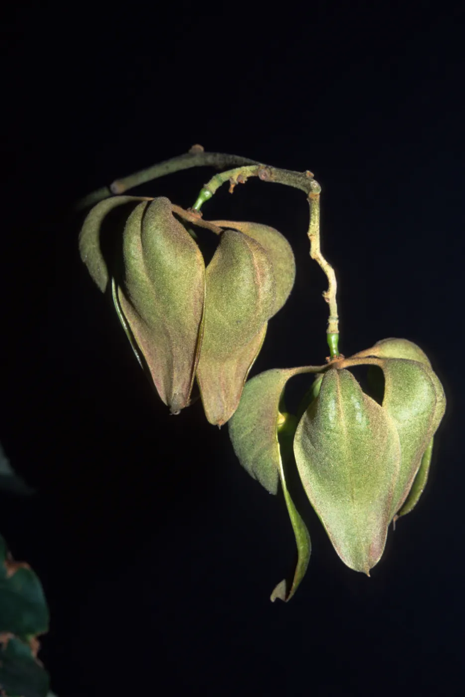 Firminiana simplex
