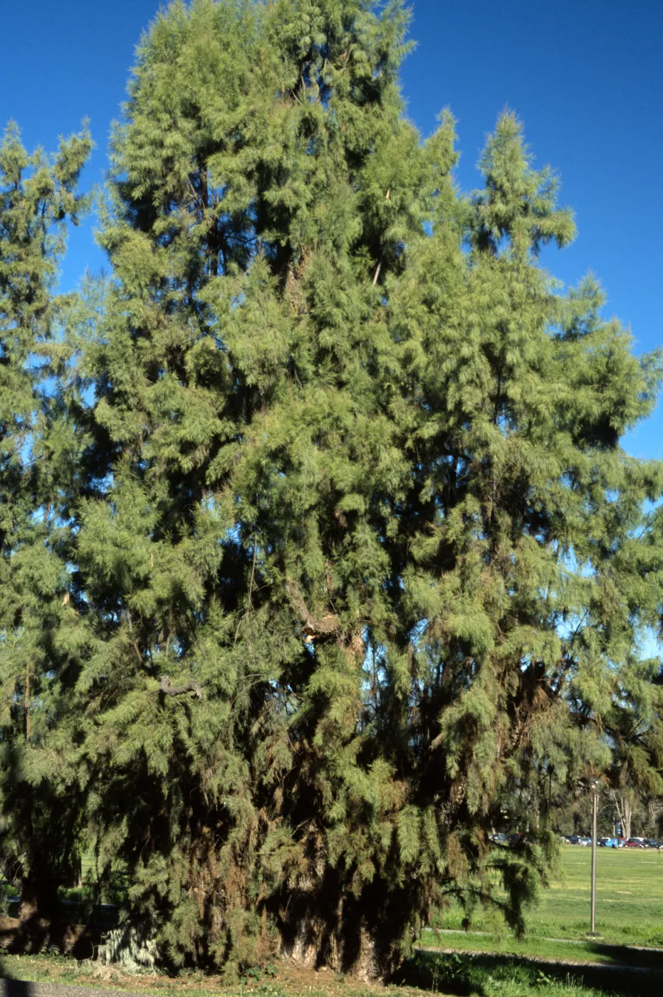 Tamarix aphylla