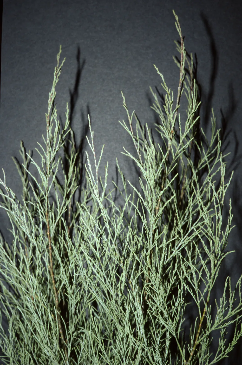 Tamarix aphylla