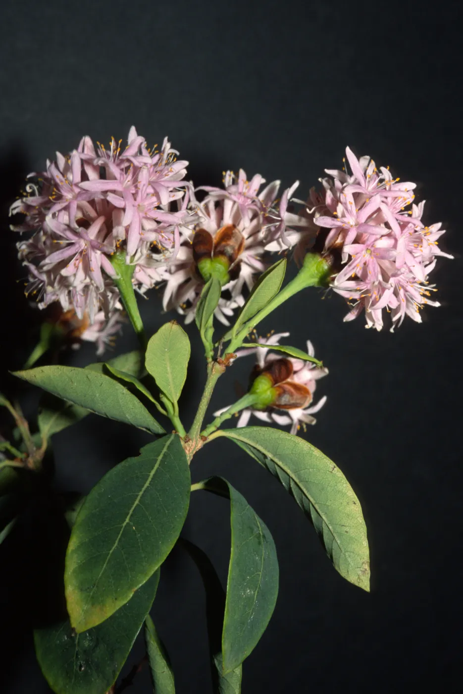 Dais cotinifolia