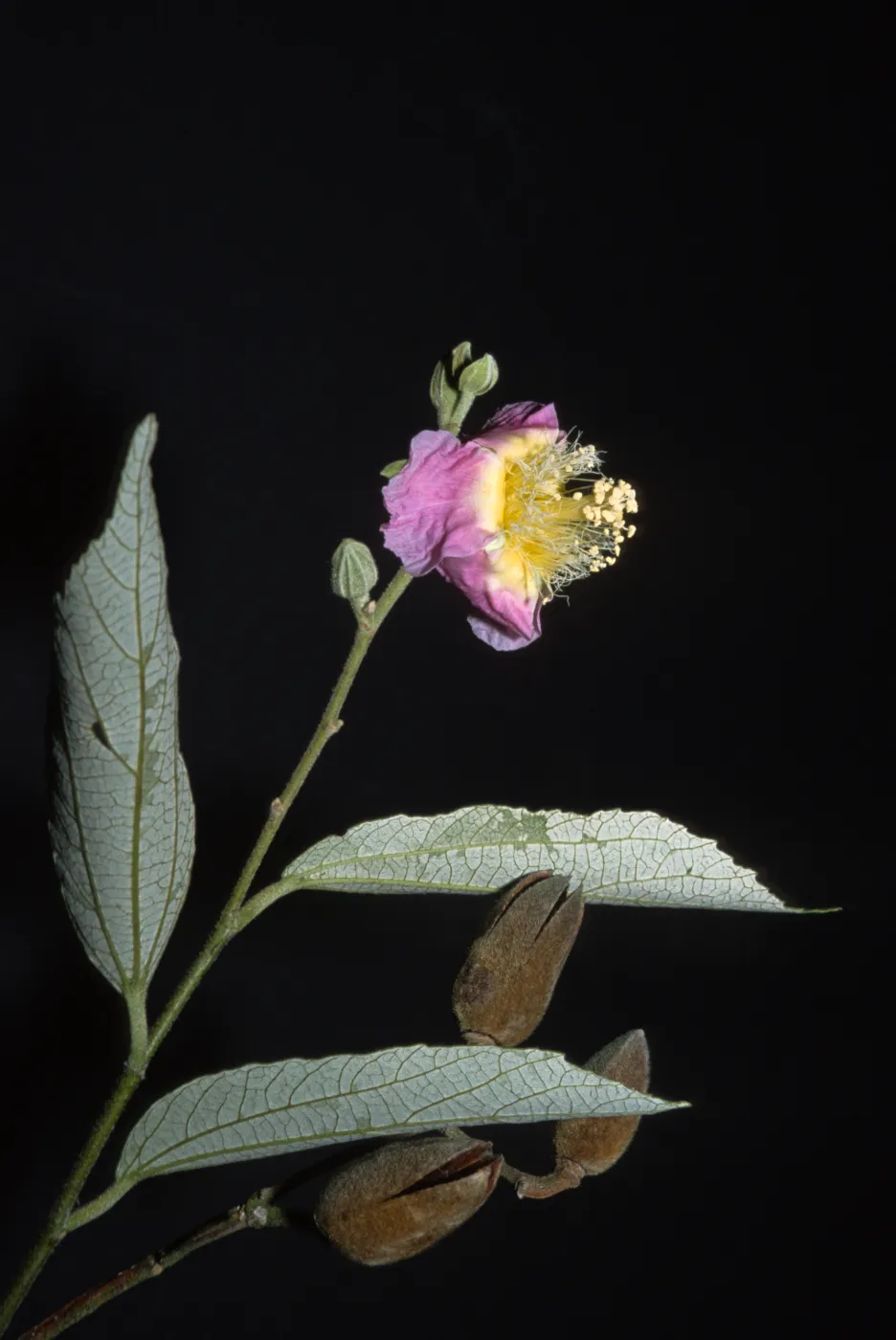 Luehea divaricata