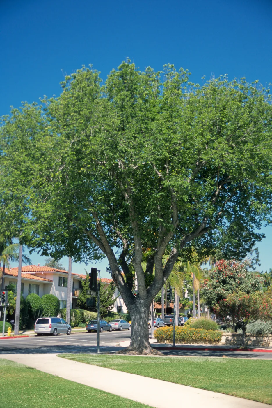 Ulmus americana
