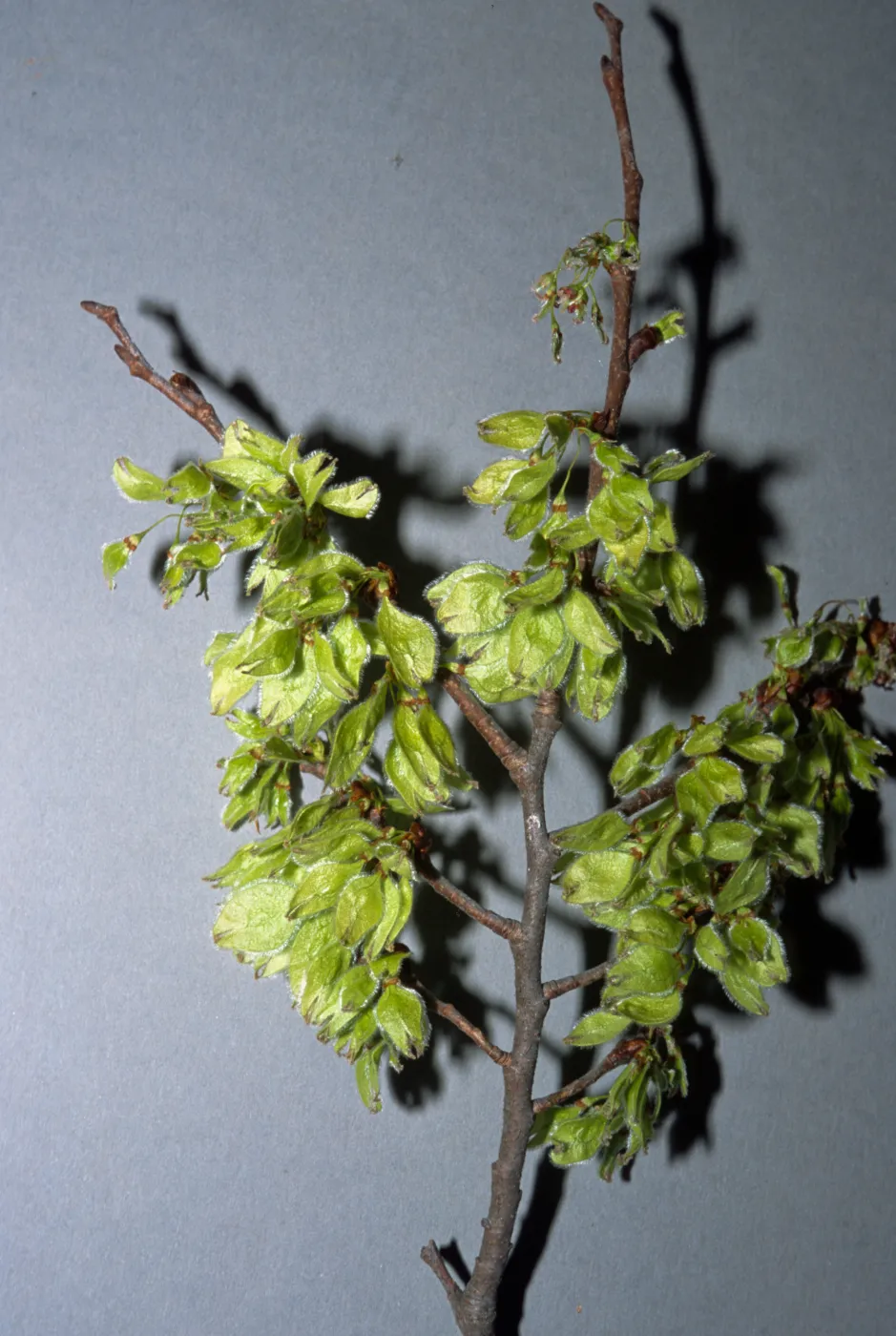 Ulmus americana