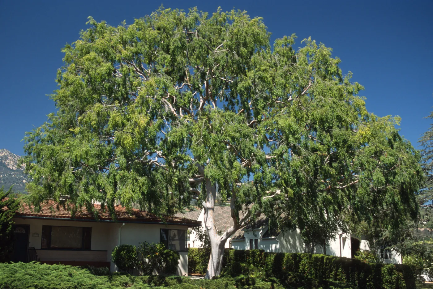 Ulmus parvifolia