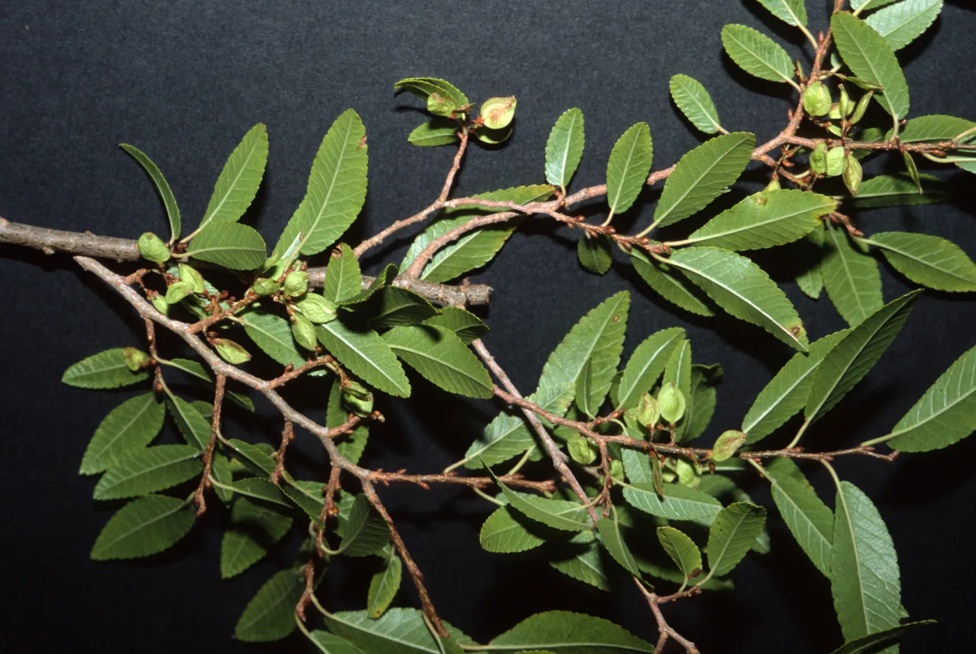 Ulmus parvifolia