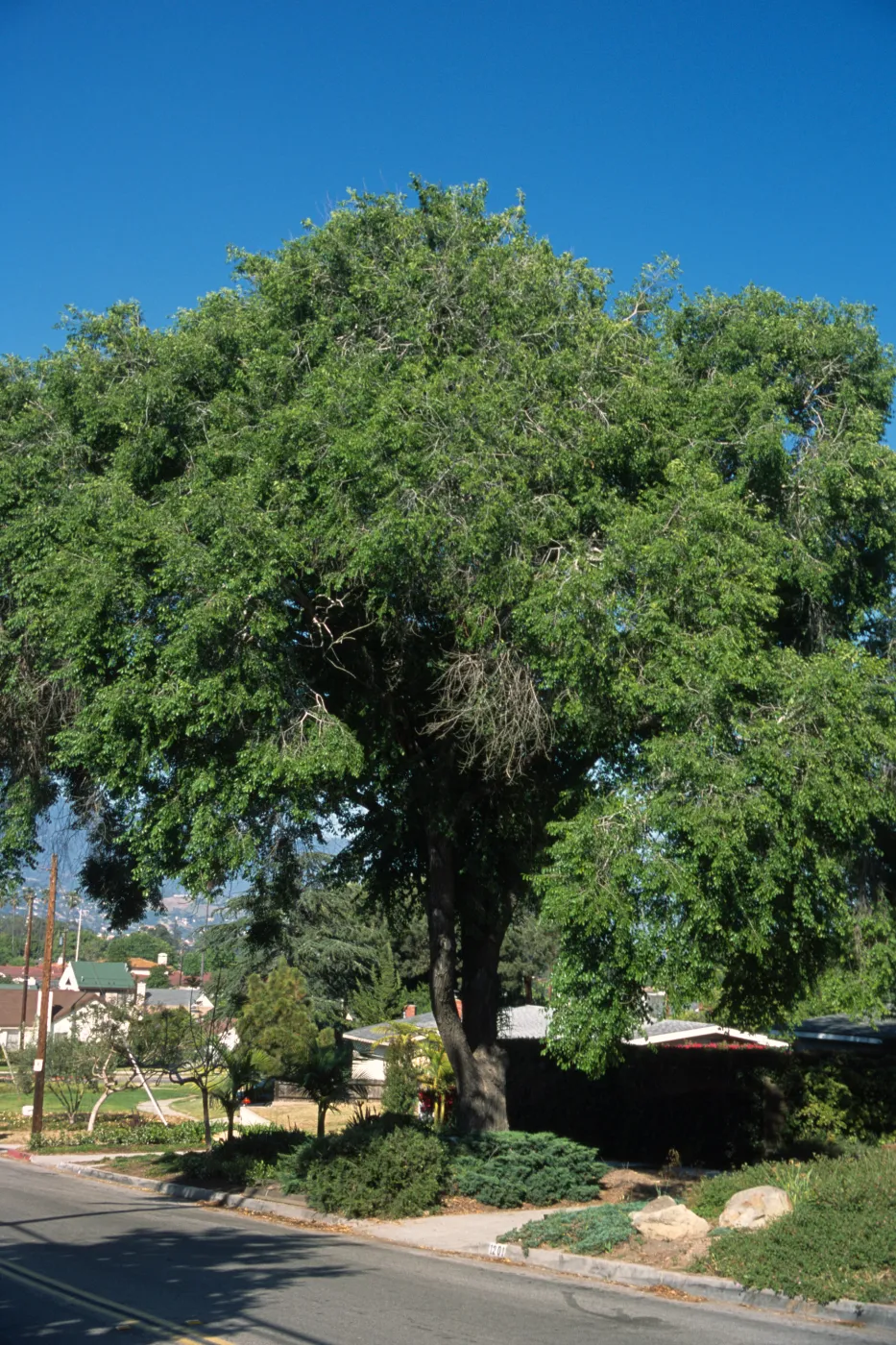 Ulmus pumila