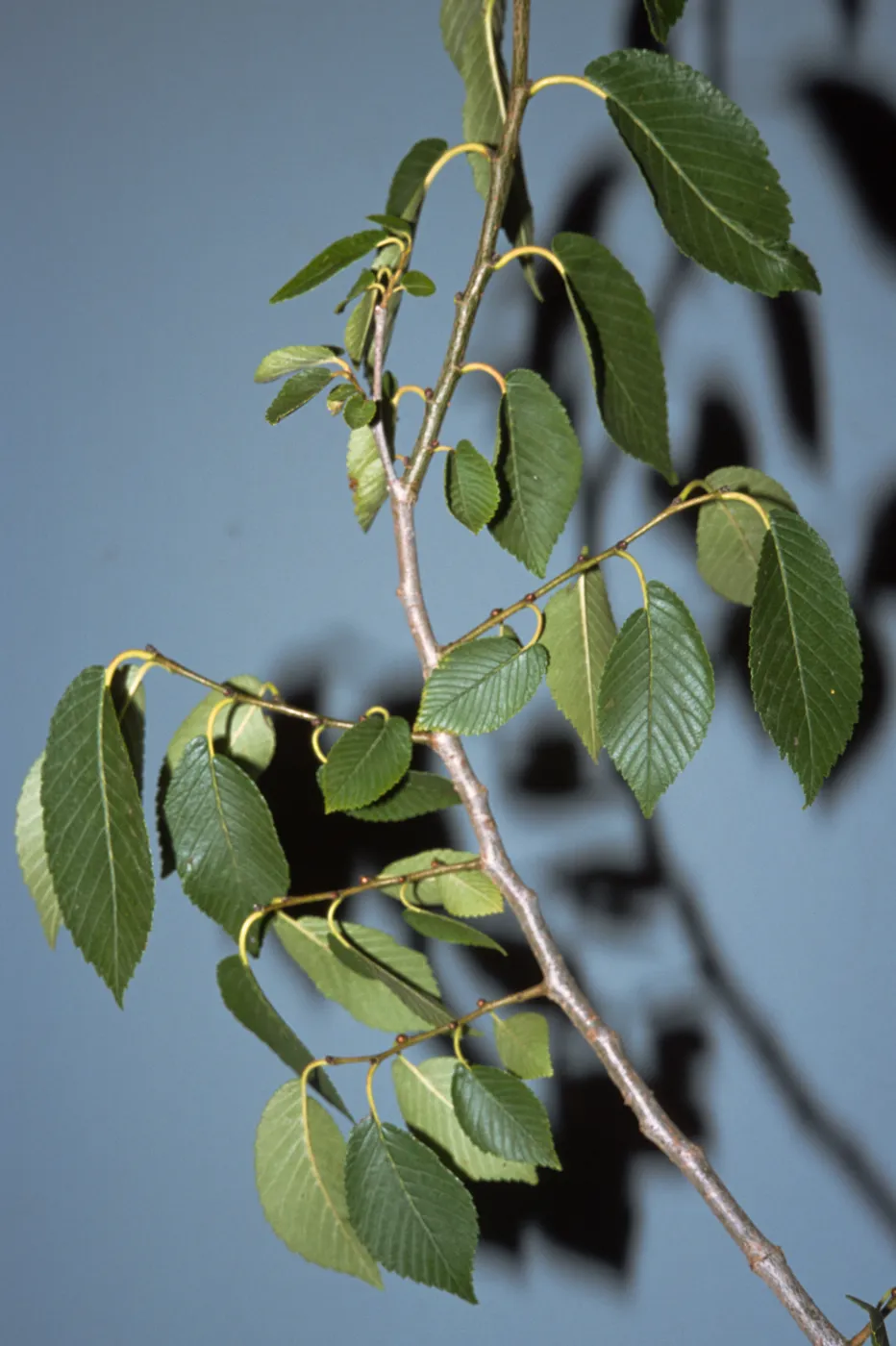 Ulmus pumila
