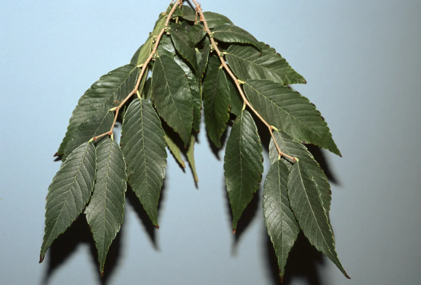 Zelkova serrata