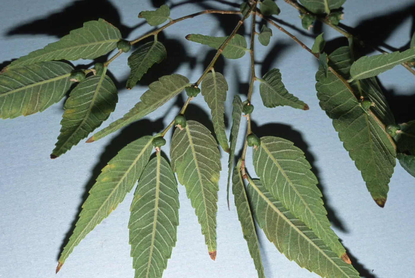 Zelkova serrata