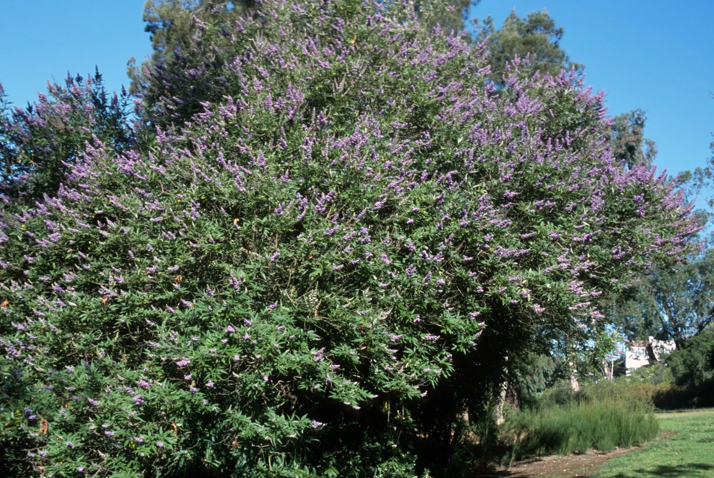 Vitex agnus-castus