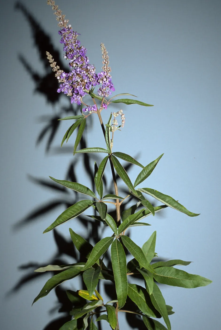 Vitex agnus-castus