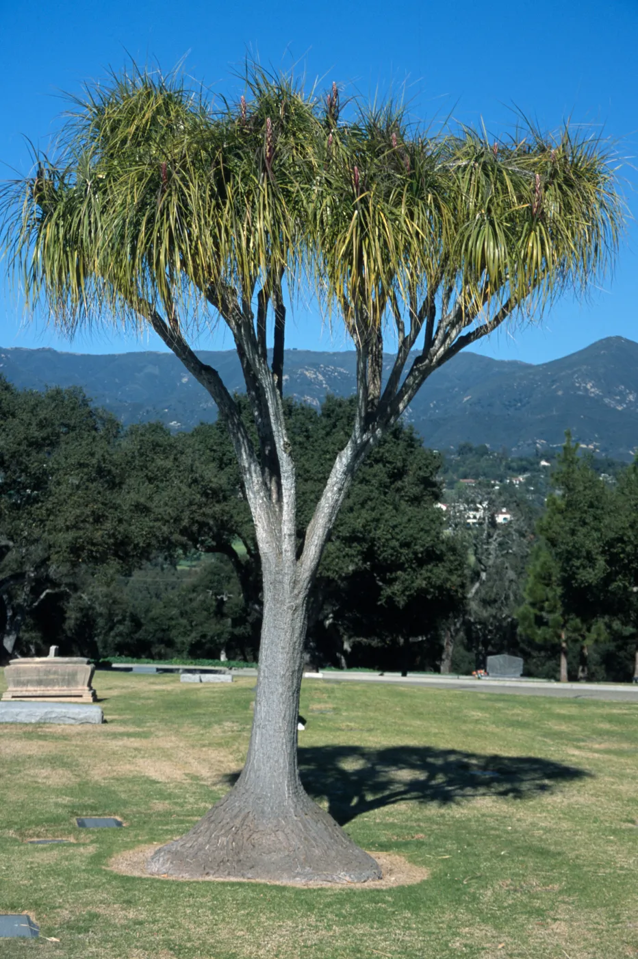 Cordyline australis
