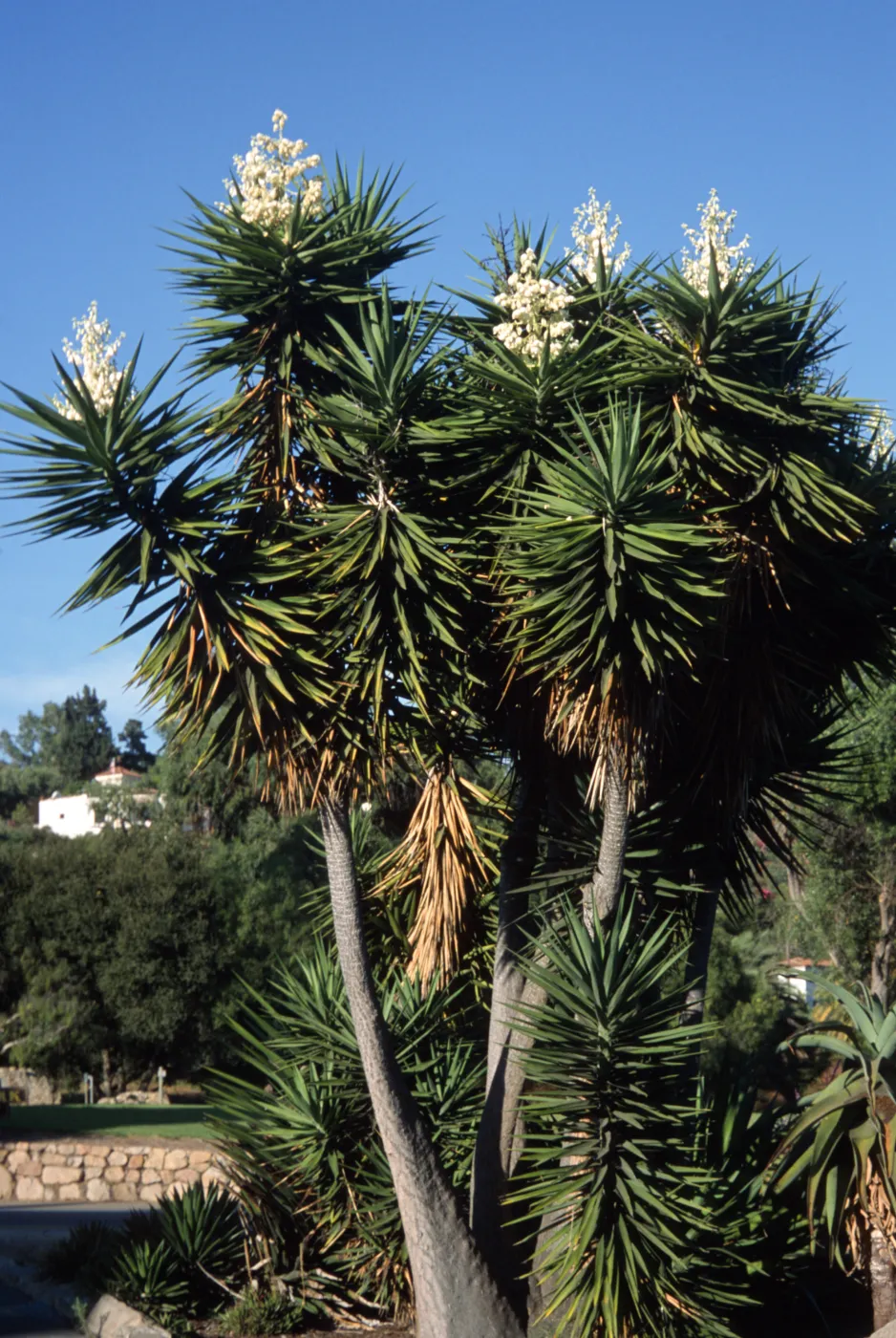 Yucca elephantipes