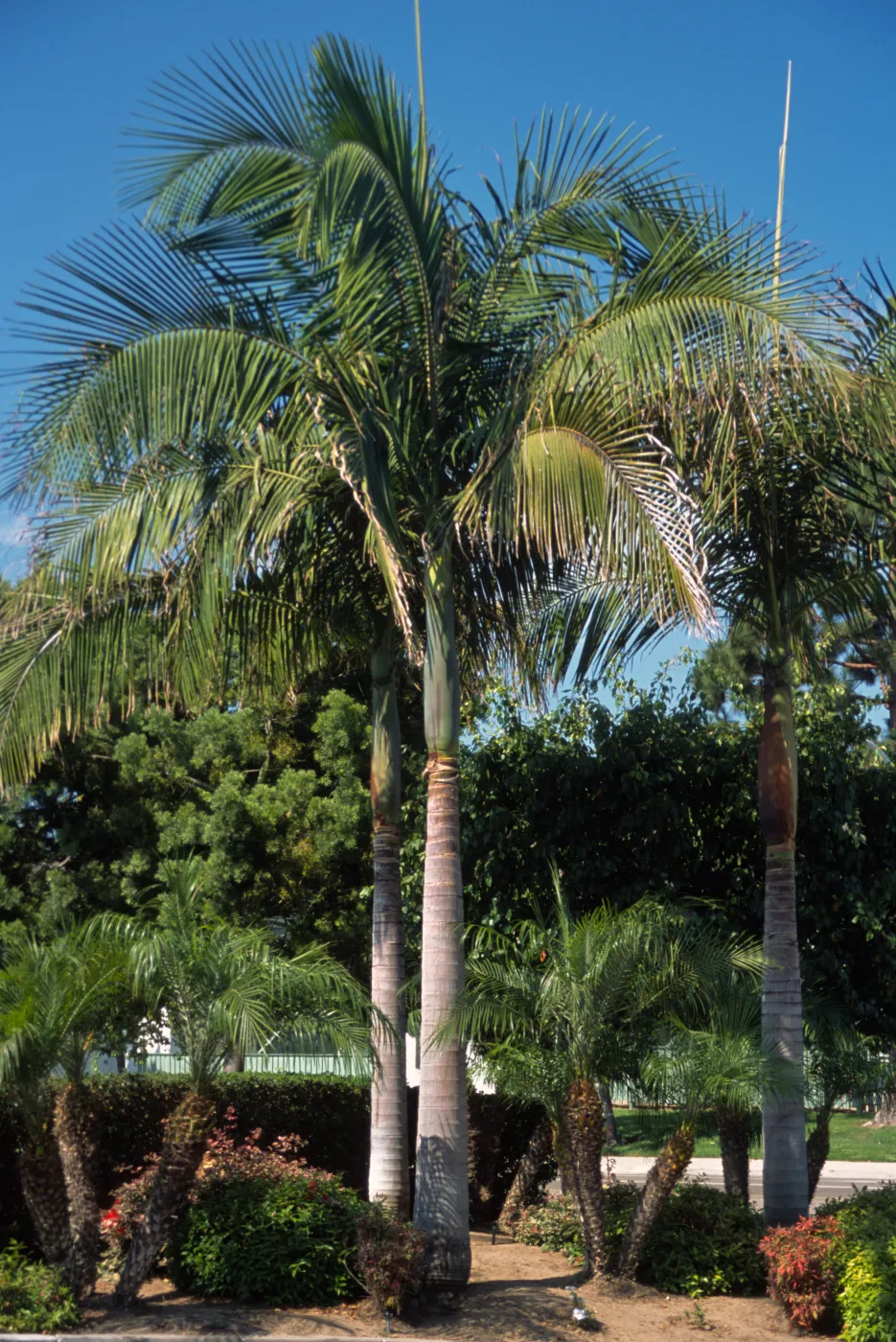 Archontophoenix cunninghamiana
