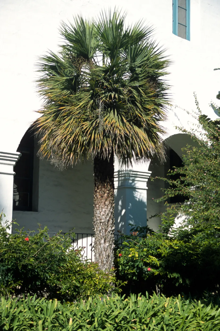 Brahea brandegeei