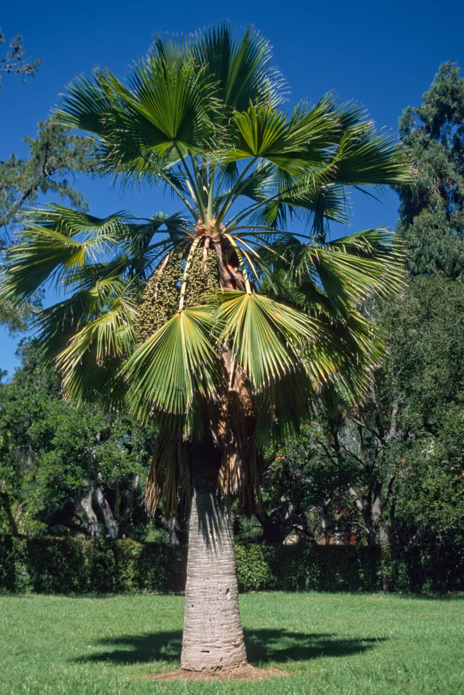 Brahea edulis