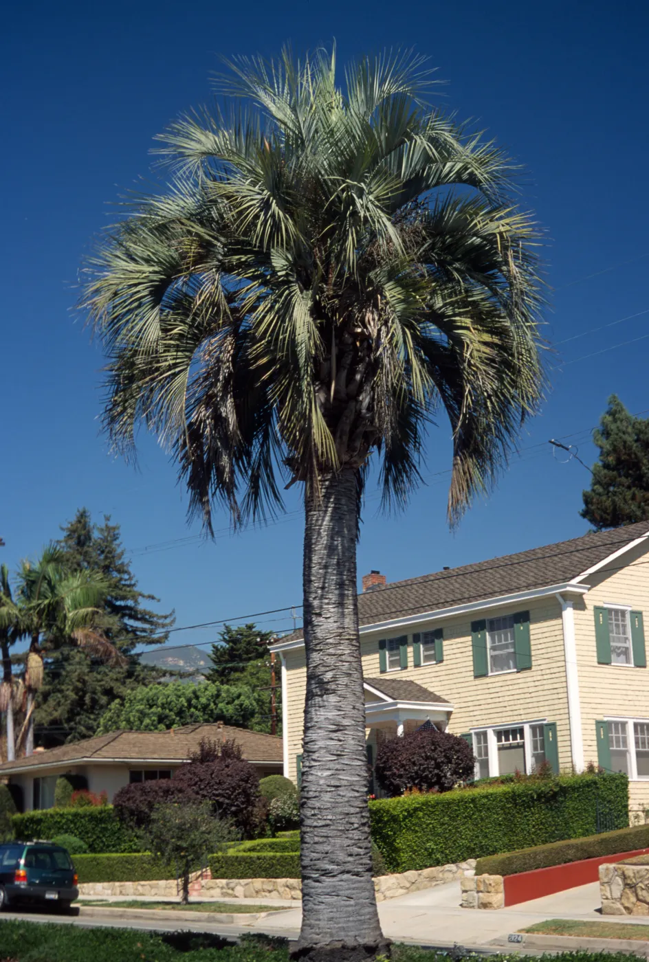 Butia capitata