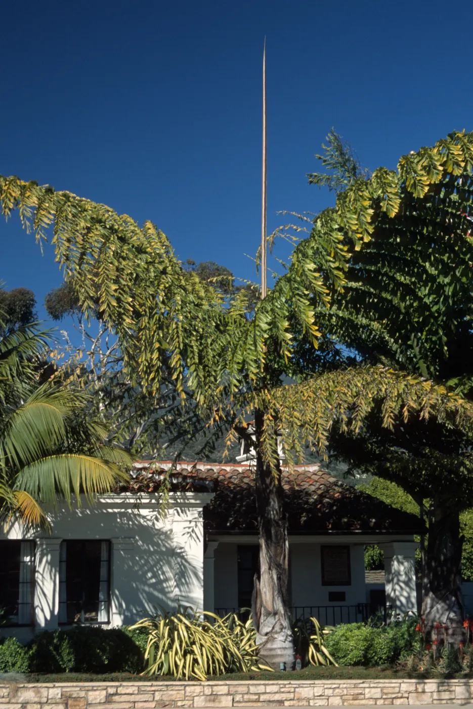 Caryota gigas