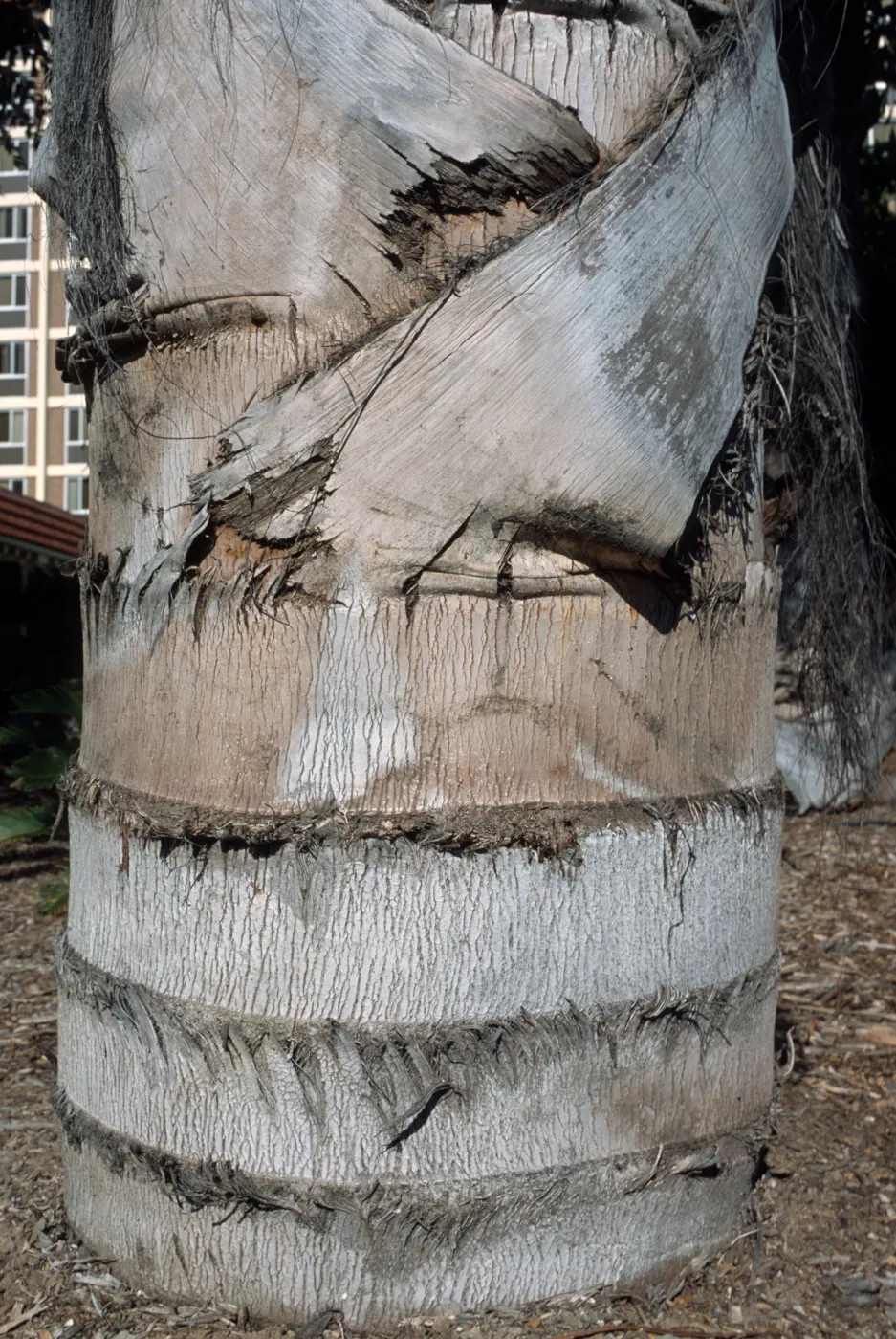Caryota gigas