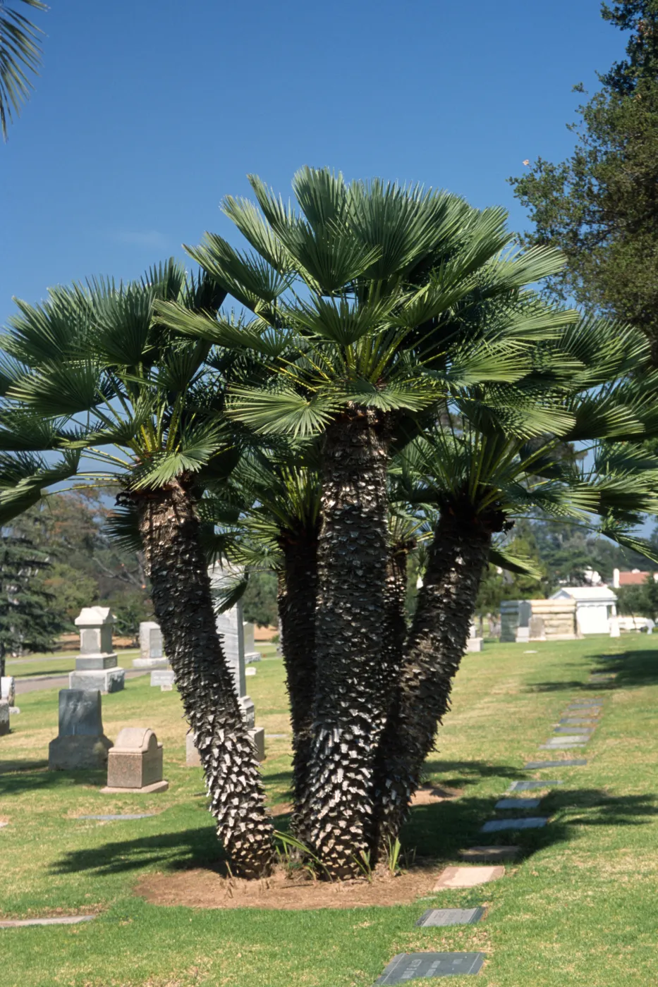 Chamaerops humilis