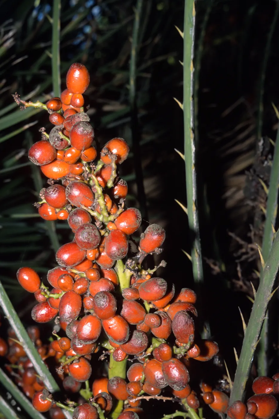 Chamaerops humilis