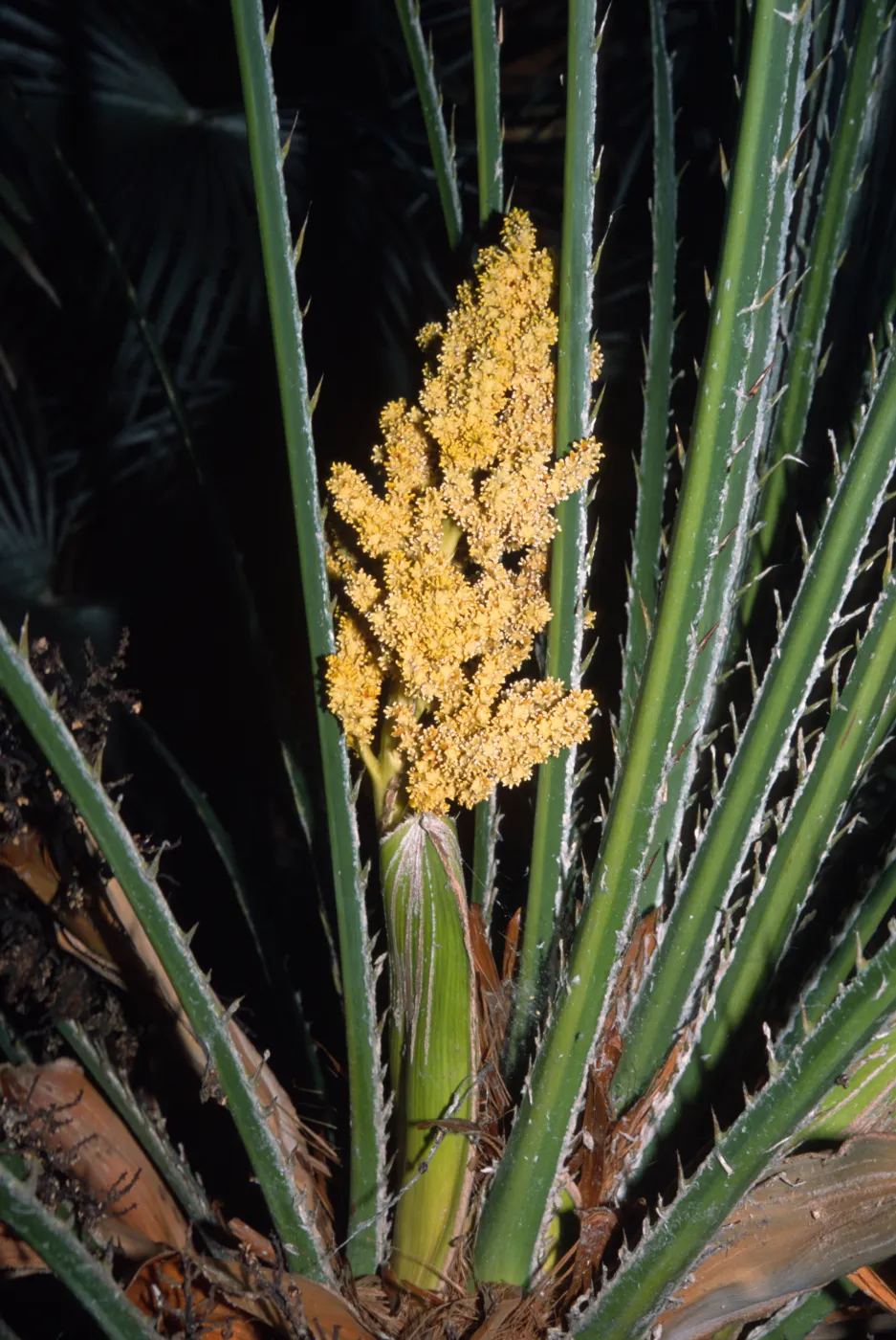Chamaerops humilis