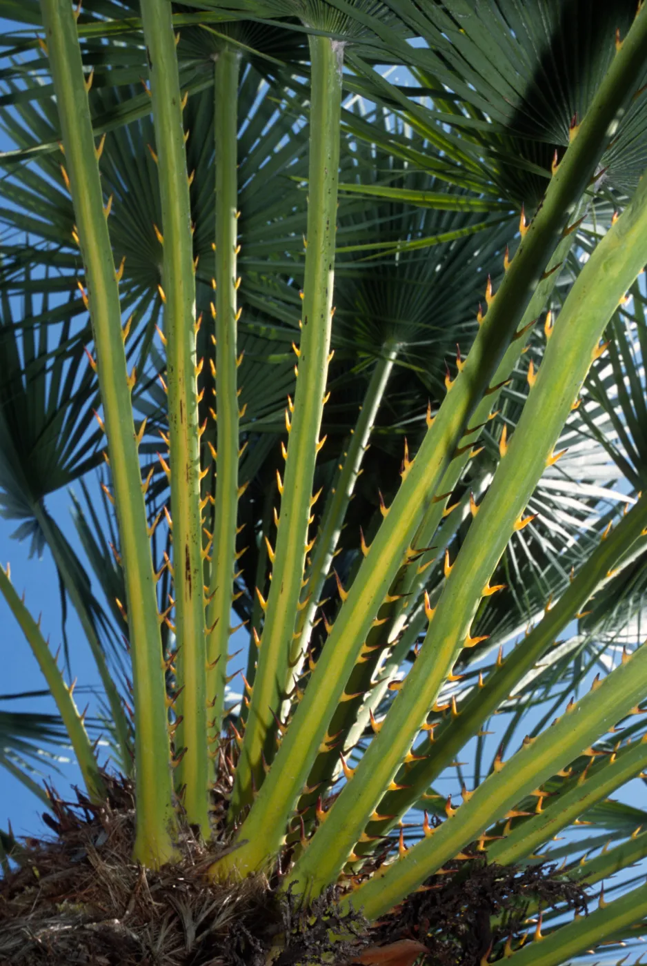 Chamaerops humilis
