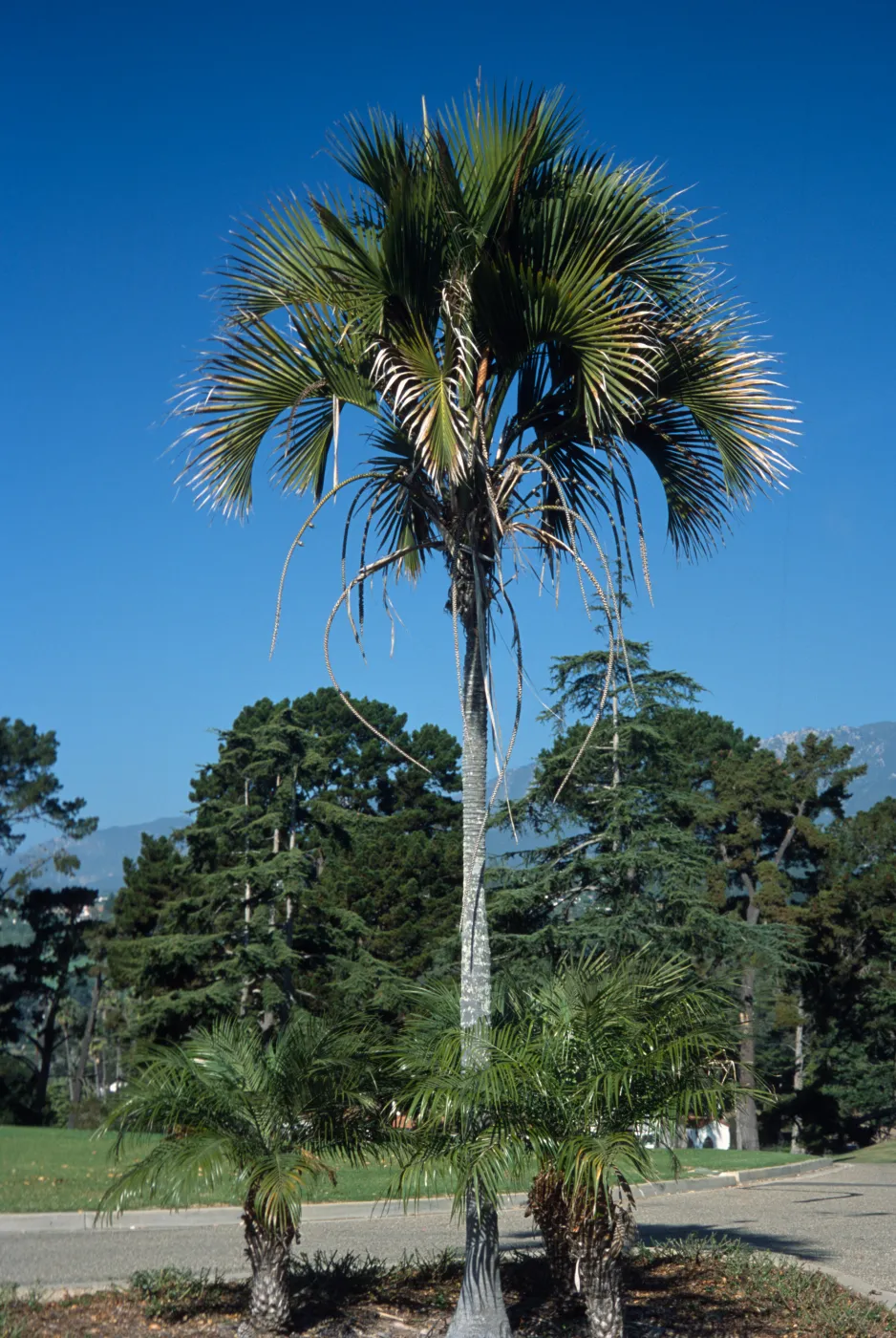 Howeia belmoreana