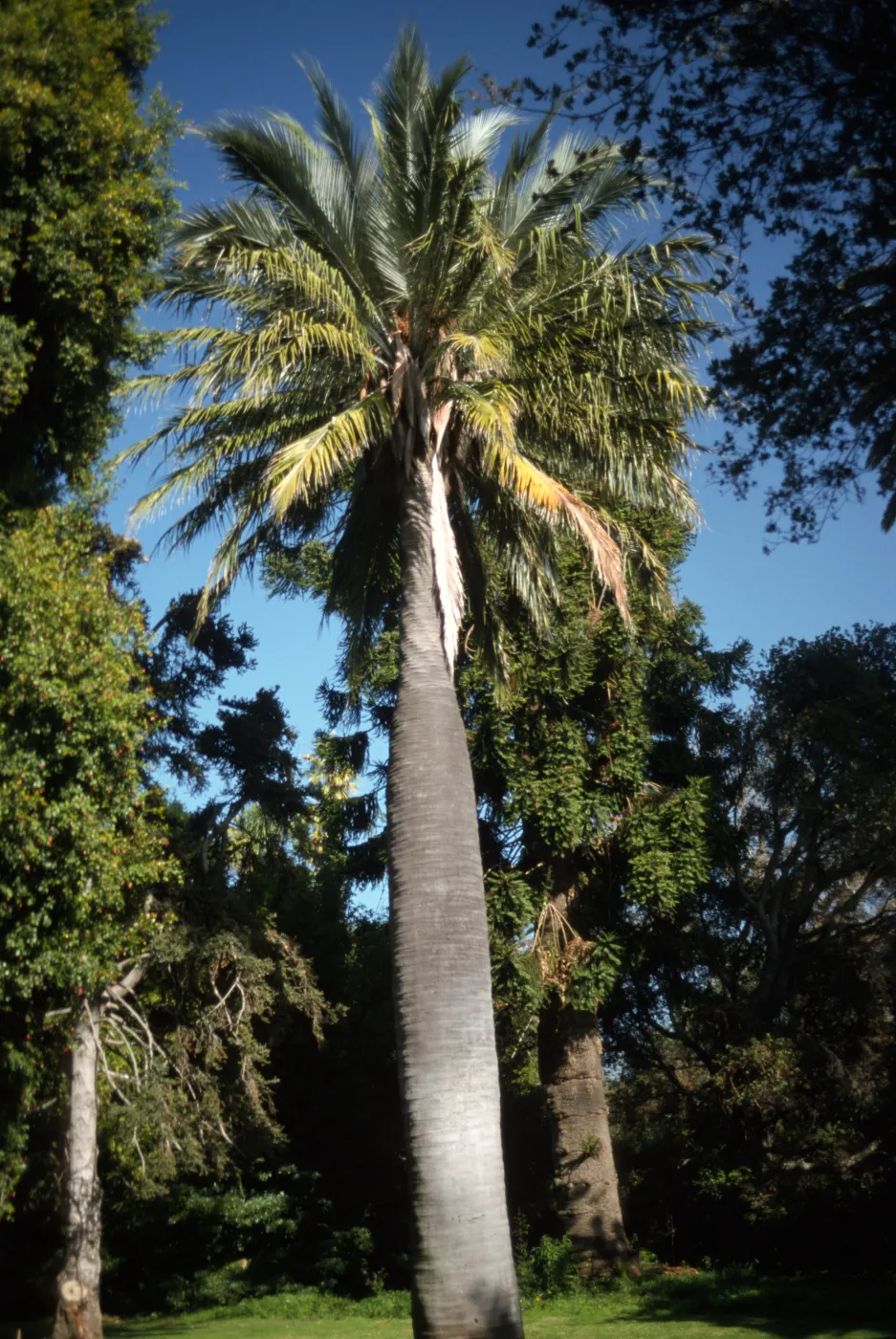 Jubaea chilensis