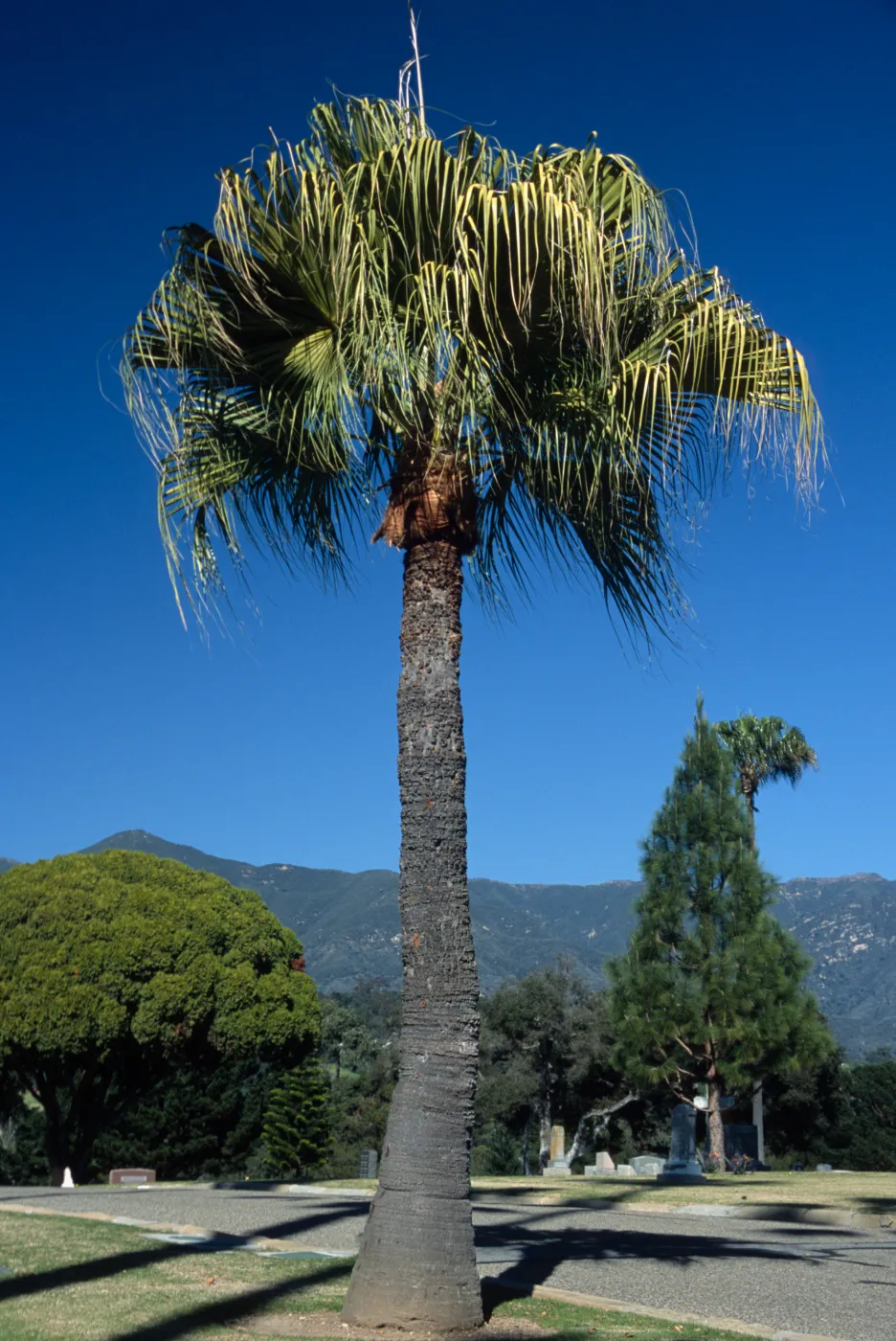 Livistona chinensis