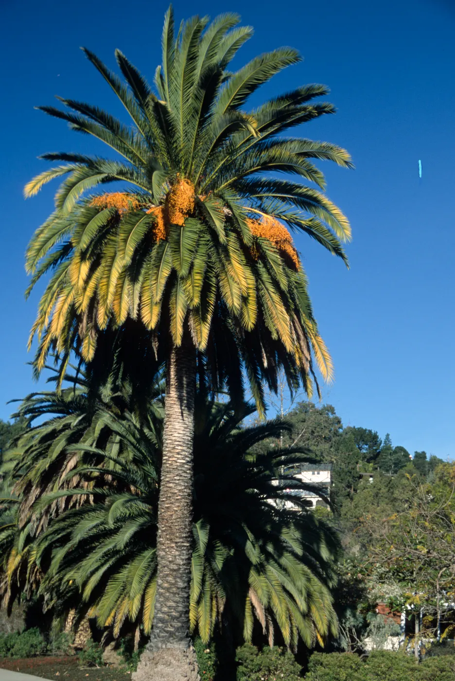 Phoenix canariensis