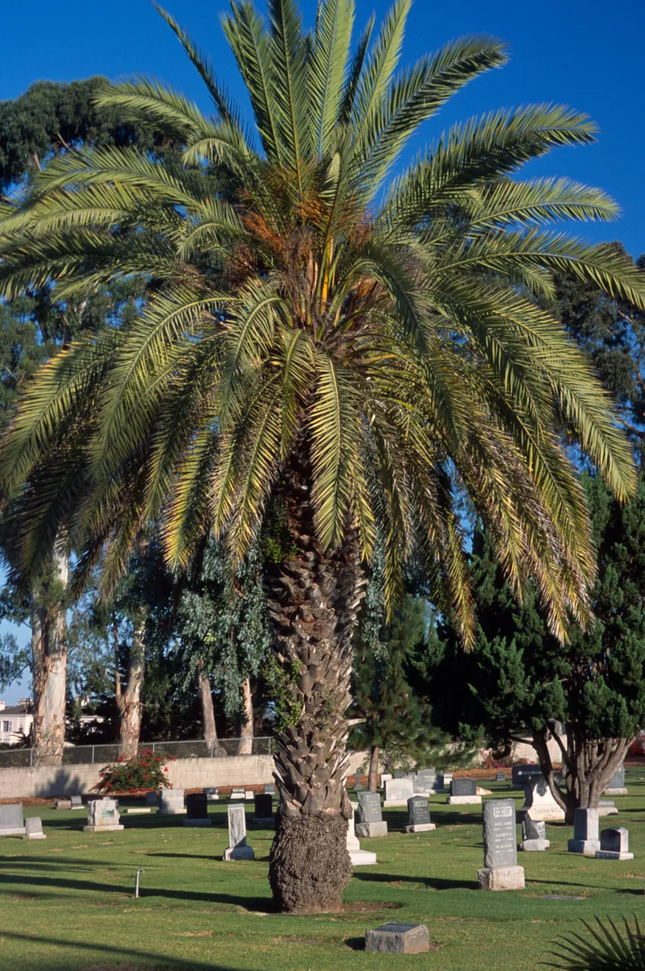 Phoenix dactylifera