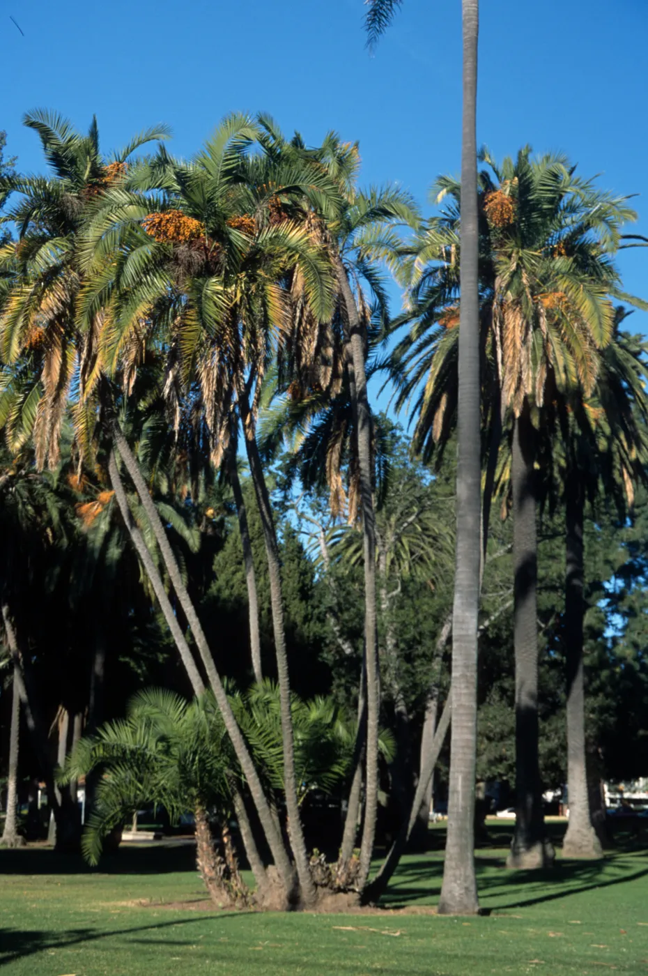Phoenix reclinata