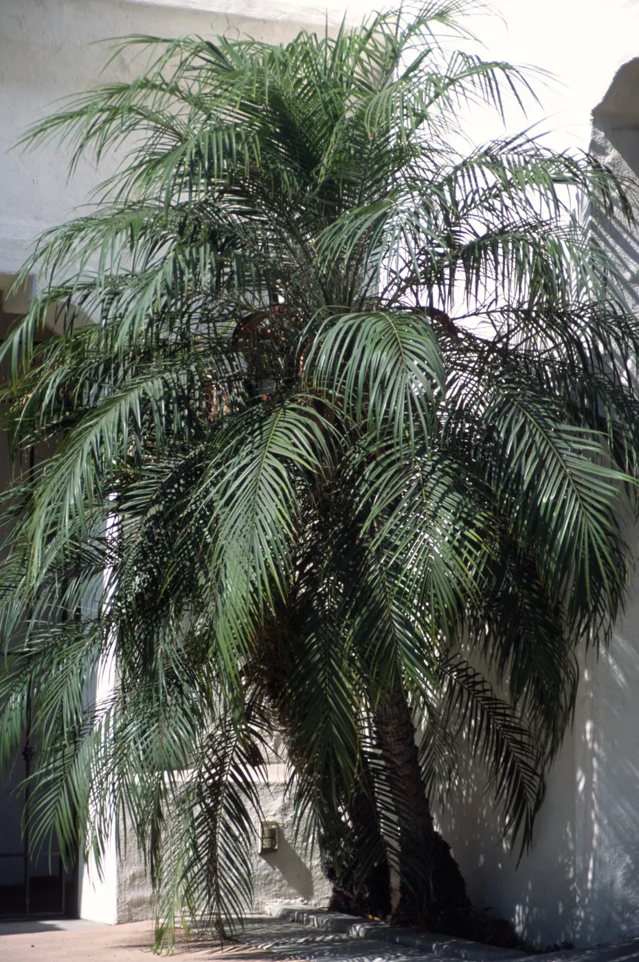 Phoenix roebelenii