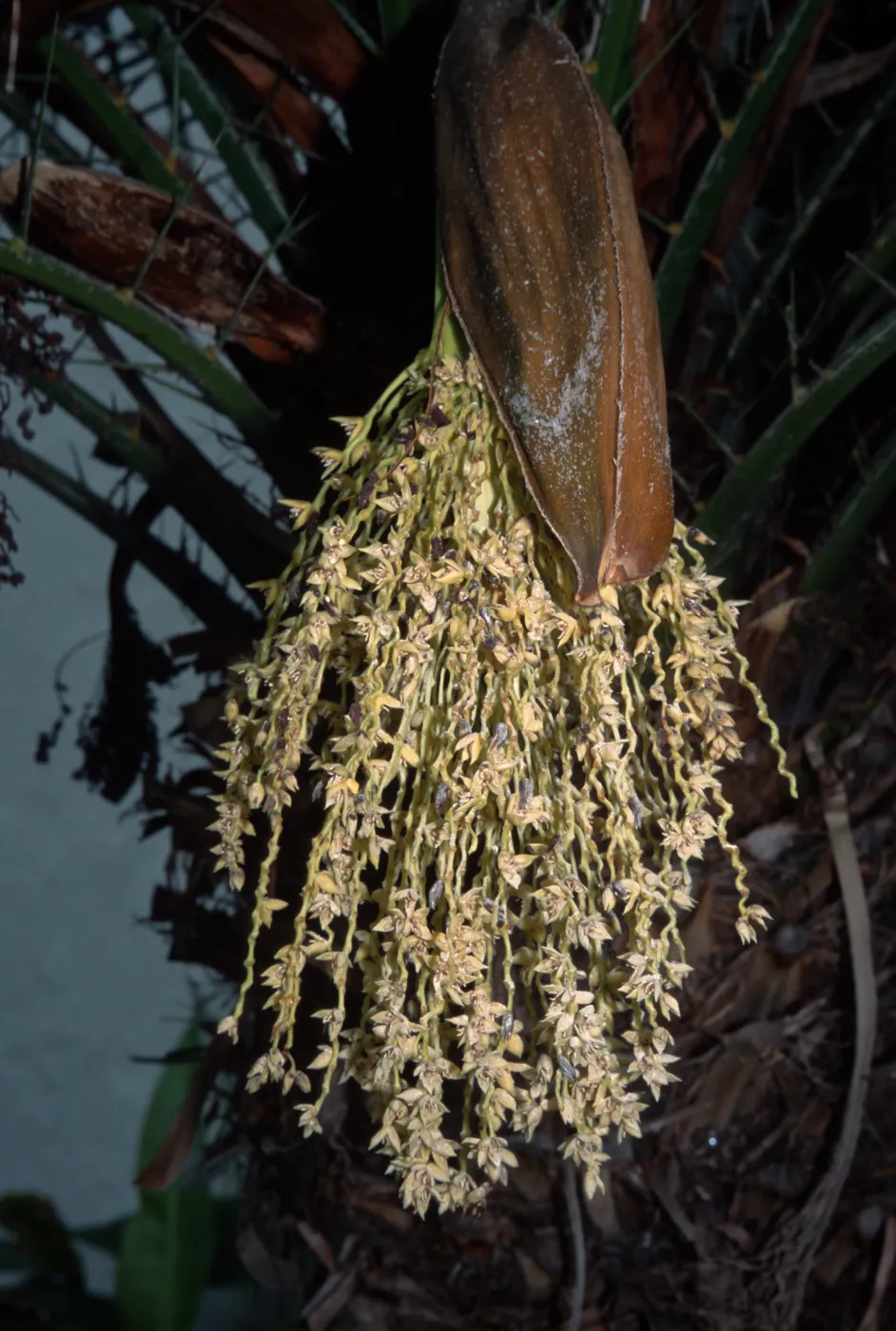 Phoenix roebelenii