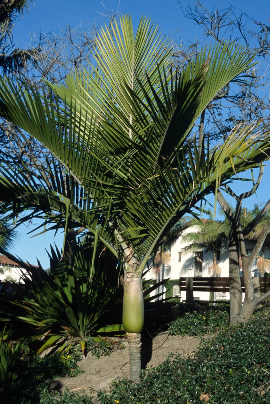 Rhopalostylis baueri