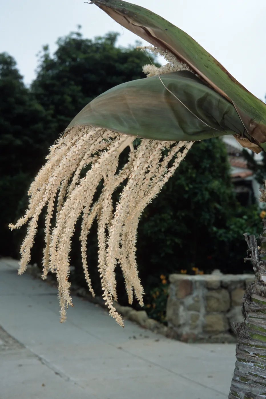 Rhopalostylis baueri