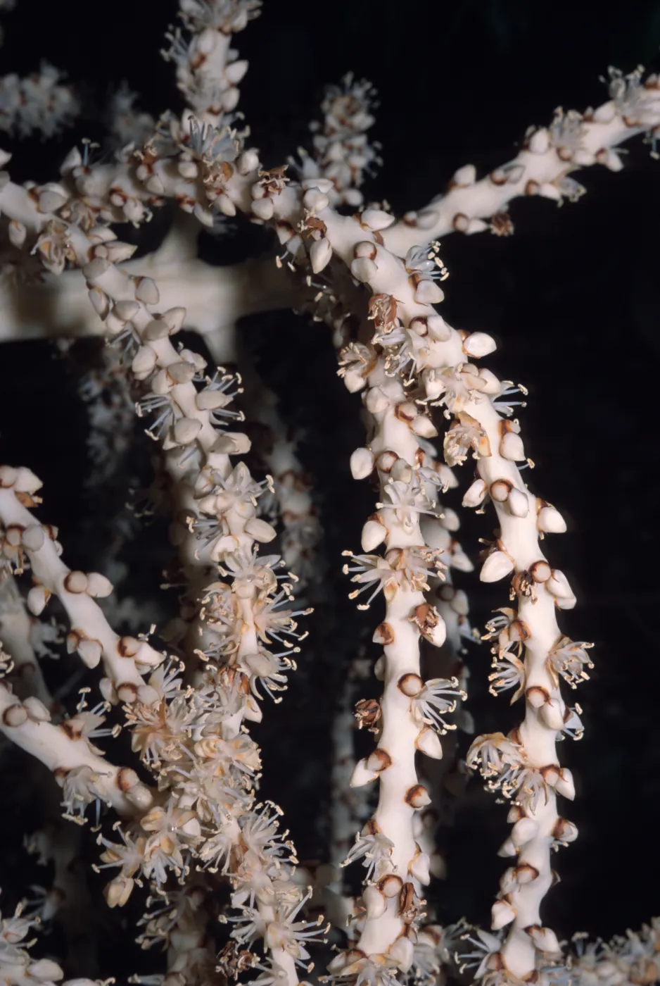 Rhopalostylis baueri