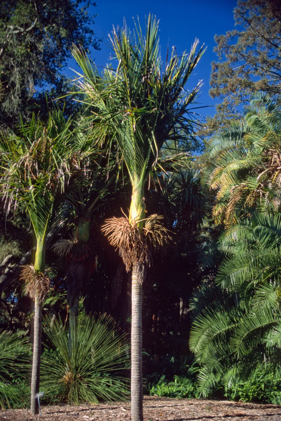 Rhopalostylis sapida