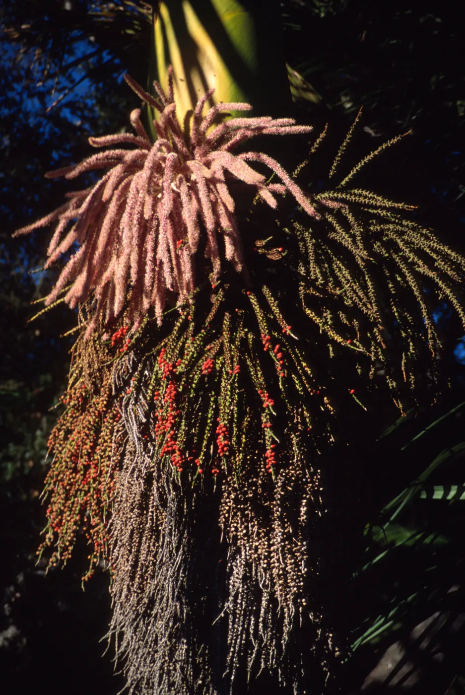 Rhopalostylis sapida