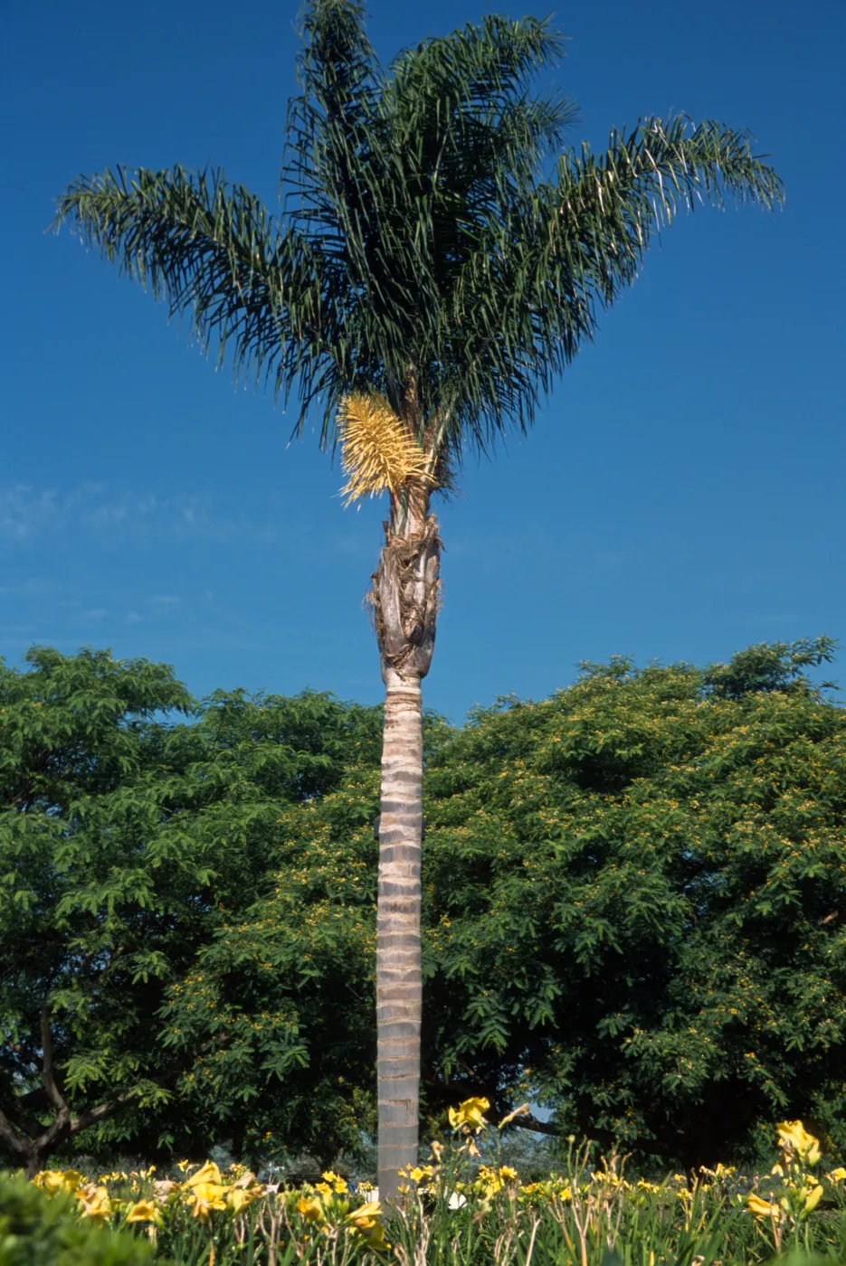 Syagrus romanzoffiana