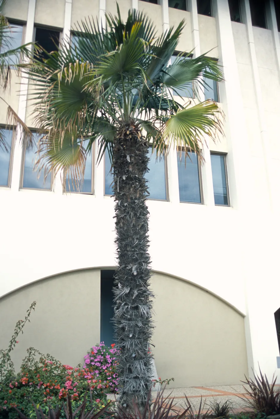 Trithrinax brasiliensis