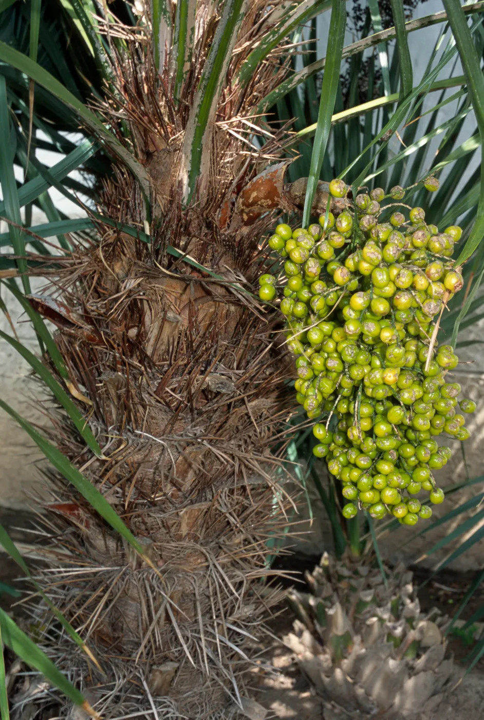 Trithrinax brasiliensis