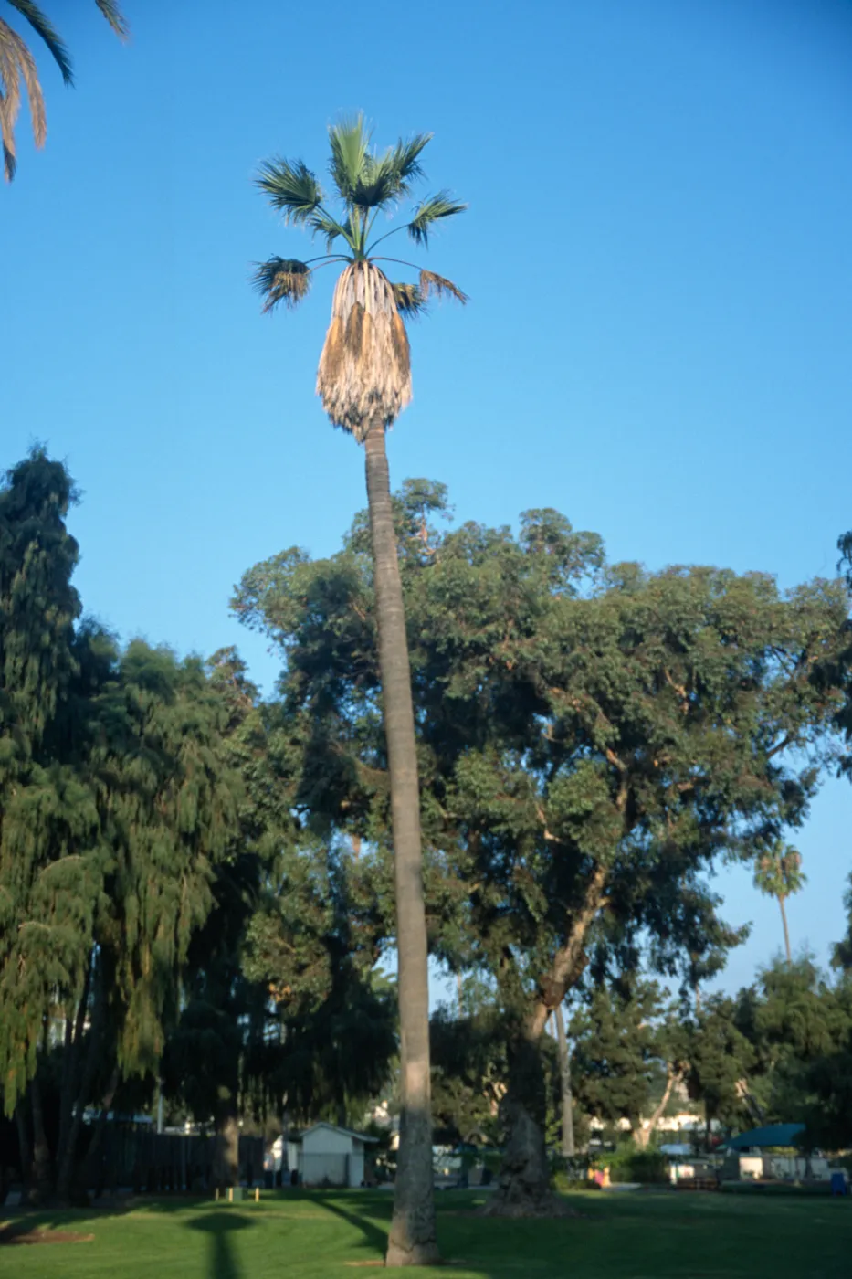 Washingtonia filifera