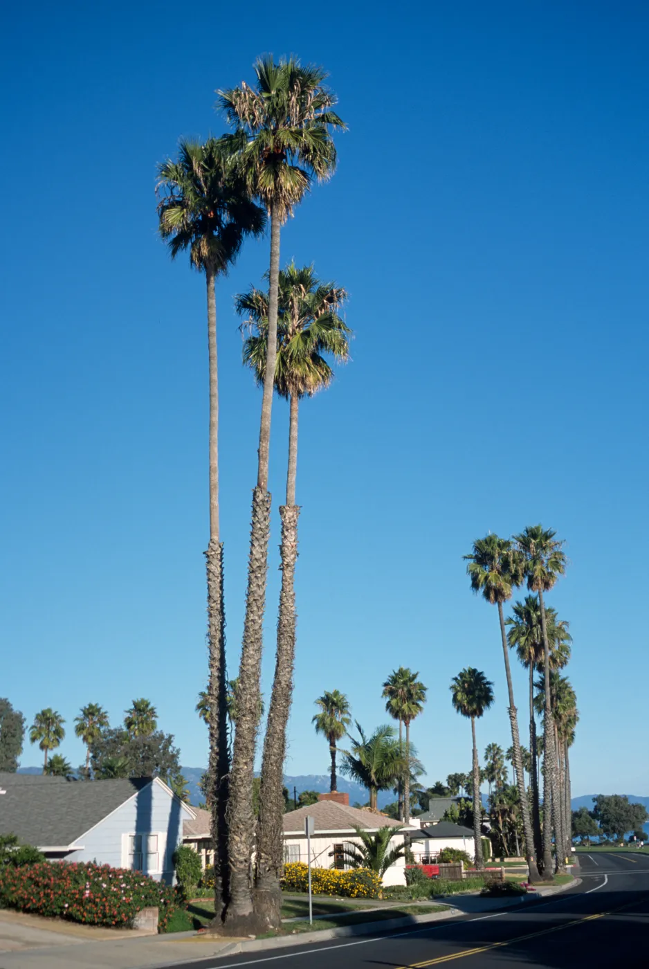Washingtonia robusta