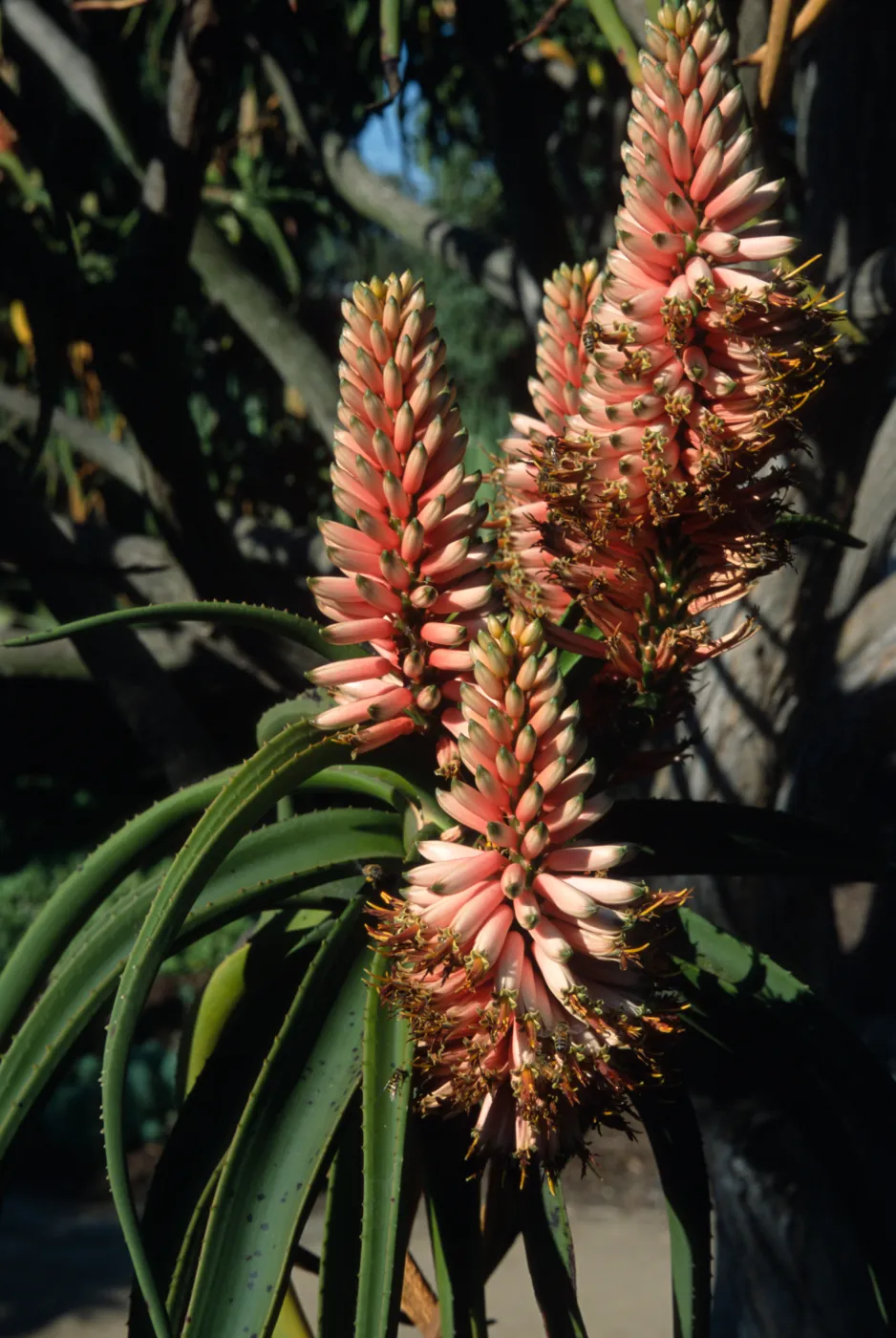 Aloe barberae