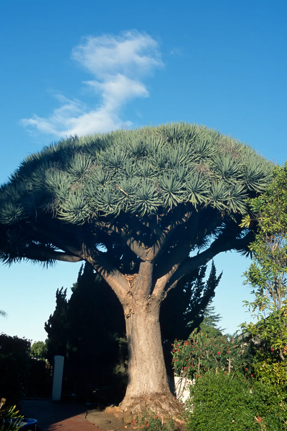 Dracaena draco