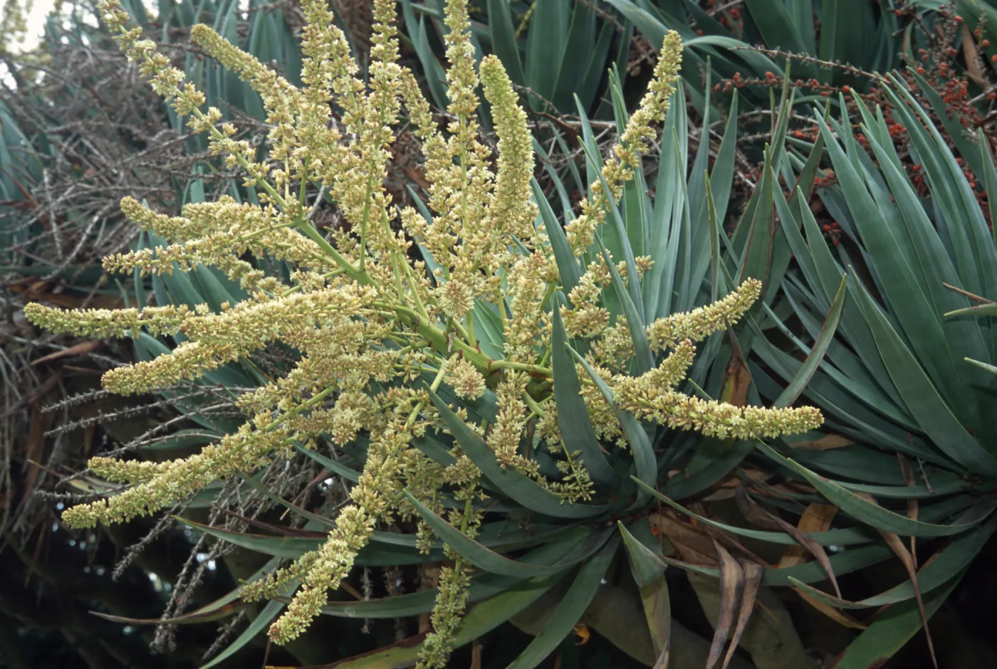 Dracaena draco